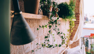 An indoor space featuring a rustic wooden shelf lined with potted plants, including ivy and other greenery. The plants cascade down the wall, adding a touch of nature to the setting. The background includes a brick wall and a sunlit outdoor area with a balcony, creating a cozy and inviting atmosphere. A blurred lamp is visible in the foreground, adding depth to the scene.