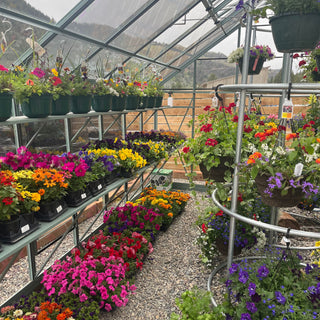 Inside Telluride Garden Center's greenhouse filled with a vibrant array of flowering plants. Shelves and racks are adorned with pots of colorful flowers, including petunias, marigolds, and pansies in shades of pink, purple, yellow, and orange. Hanging baskets add to the lush display, and the greenhouse structure allows for a clear view of the mountainous landscape outside. The floor is covered with gravel, creating a neat and organized gardening space.