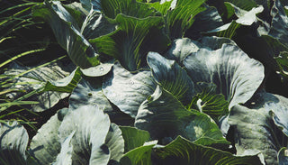 Close-up of lush green cabbage leaves with water droplets glistening in the sunlight. The leaves are large, overlapping, and have a slightly textured surface, showcasing the vibrant and healthy growth of the cabbage plants. The scene captures the freshness and vitality of the garden.