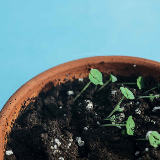 A close-up of a terra cotta pot with small green seedlings sprouting from the dark soil against a light blue background.