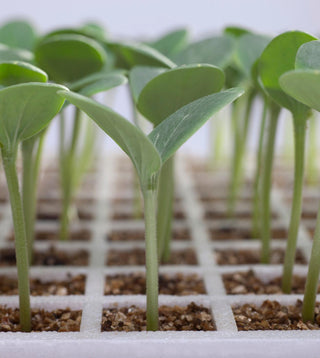 Young green seedlings sprouting in a tray, displaying their delicate, vibrant leaves.