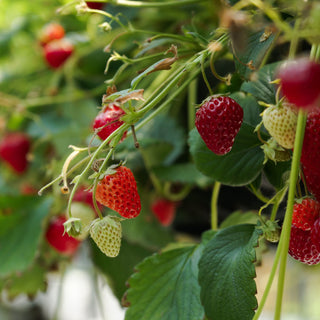 Close-up of ripe and unripe strawberries on the vine, with lush green leaves, showcasing the freshness and natural beauty of the strawberries in a hanging basket.