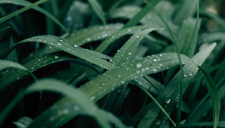 Close-up of long, green grass blades covered with water droplets. The droplets glisten on the smooth, vibrant leaves, creating a fresh and dewy appearance. The scene captures the natural beauty and tranquility of a garden after rainfall.