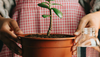 A person holding a terracotta pot with a small jade plant growing in it. The individual is also holding a clear watering bottle in the other hand. The background features a red and white checkered apron, highlighting the gardening activity. The scene emphasizes the care and nurturing involved in plant growth.