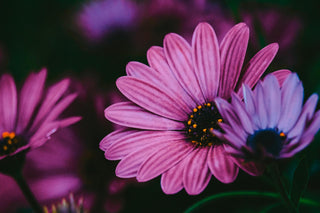 Close-up of vibrant purple daisies in bloom, their delicate petals radiating from dark, pollen-filled centers. The flowers are set against a dark, blurred background, highlighting their vivid color and intricate details. The soft focus and natural lighting create a dramatic and enchanting floral scene.