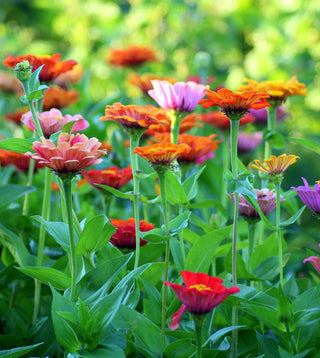 A vibrant bed of multicolored flowers in full bloom, creating a lively and colorful garden scene.