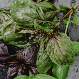 Close-up of green and purple basil leaves, displaying their rich colors and freshness.