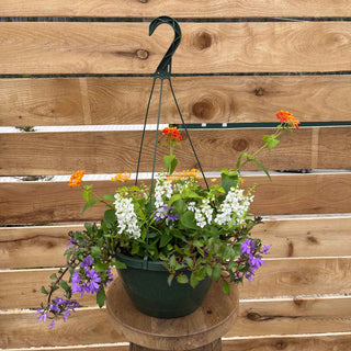 A vibrant hanging basket features a mix of Angelonia Angelmist Spreading White, elegant white flowers known for their heat tolerance, contrasting brilliantly with the lively red, orange, and yellow hues of Lantana Landmark Red. These are complemented by Scaevola Brilliant, with its unique blueish-purple fan-shaped petals, adding depth and lushness. Together, these plants create a colorful, eye-catching display perfect for any outdoor area.