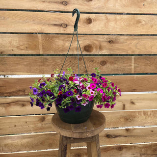 The Calibrachoa Cabaret Mix Hanging Basket dazzles with a vibrant blend of Midnight Blue, Neon Purple, Red Bright, Neon Rose, and Light Pink flowers, creating a stunning visual impact with continuous color and minimal maintenance, ideal for sun to part shade locations.