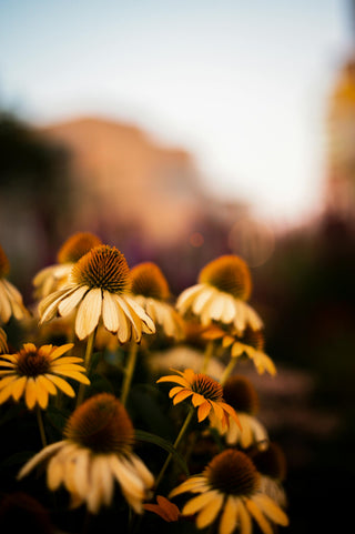 A cluster of pale yellow coneflowers (Echinacea) in bloom, their drooping petals surrounding spiky, cone-shaped centers. The flowers are bathed in warm, golden light with a softly blurred background, evoking a serene and tranquil garden setting. The soft focus highlights the beauty and delicate nature of the blooms against an indistinct landscape.