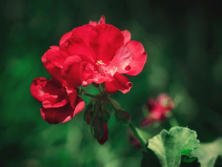 A vibrant red geranium flower in full bloom, showcasing delicate, velvety petals and a soft, radiant glow. The flower is set against a lush, blurred green background, highlighting its vivid color and intricate details. The soft focus and natural lighting create a serene and peaceful garden scene.