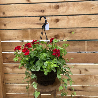 A classic Red Geranium with Vinca Vine hanging basket showcases striking red geraniums paired with elegant trailing greenery of Vinca vines.