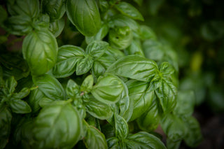Close-up of lush green basil leaves, showcasing their vibrant color and smooth, slightly glossy texture. The dense foliage fills the frame, highlighting the freshness and health of the basil plant. The scene captures the essence of a thriving herb garden.