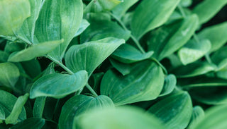 Close-up of lush, green leaves with smooth, slightly veined surfaces. The dense foliage fills the frame, highlighting the healthy and vibrant growth of the plant. The image captures the natural beauty and freshness of the greenery.