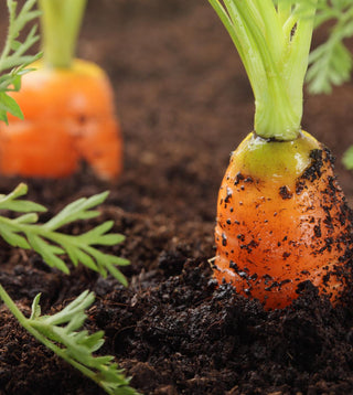 Close-up of a freshly harvested carrot being pulled from the soil, showcasing its bright orange color.
