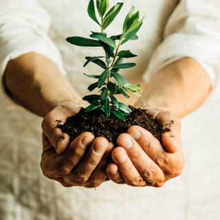 A person holding a small plant with green leaves and soil in their cupped hands