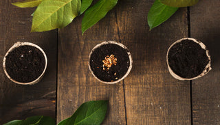 three small biodegradable pots filled with soil, arranged on a rustic wooden surface. The middle pot contains small seeds planted in the soil, while the other two pots are empty. Large green leaves frame the top and bottom of the image, adding a natural touch to the gardening scene.