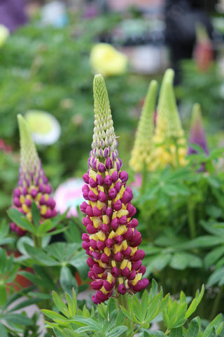 A close-up of a vibrant Lupine flower spike in full bloom, displaying a gradient of purple and yellow flowers. The tall, conical flower clusters rise above a backdrop of green, palmate leaves. The surrounding garden features more Lupines and other blurred, colorful flowers, creating a lively and picturesque scene.