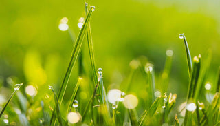 Close-up of fresh green grass blades with dew drops glistening in the sunlight. The background is softly blurred, highlighting the sharp focus on the individual grass blades and the sparkling water droplets, creating a serene and refreshing scene.