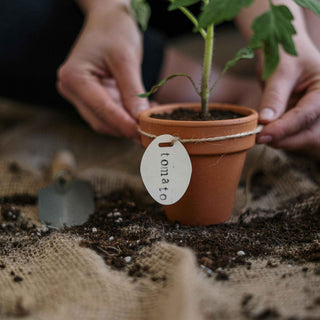 A person's hands carefully placing a small terracotta pot with a young tomato plant into the soil. The pot has a white tag labeled "tomato" attached with string. The scene is set on burlap, with a small gardening trowel in the background, highlighting a hands-on gardening activity.