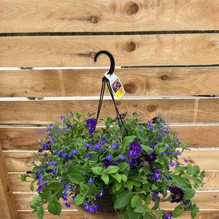 The Night in GJ Hanging Basket creates a celestial display with its combination of deep, rich tones and starry patterns of Verbena Lascar Dark Velvet, Lobelia Early Springs Dark Blue, and Petunia Night Sky, ideal for adding dramatic flair to any outdoor space.