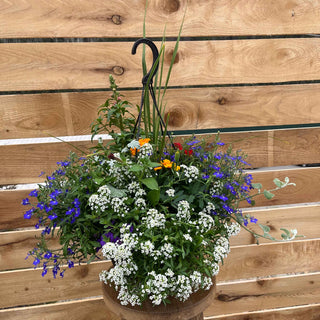 The OMG Mix Hanging Basket features a vibrant collection of annual flowers like petunias, marigolds, lobelia, and pansies, thoughtfully curated for their complementary colors and textures to brighten any outdoor space from spring until frost.