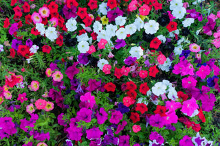 A colorful garden bed filled with a vibrant mix of petunias in full bloom. The flowers display a variety of colors including red, white, pink, purple, and black, creating a lively and diverse tapestry. The dense arrangement of blossoms and green foliage showcases a bright and cheerful floral display.