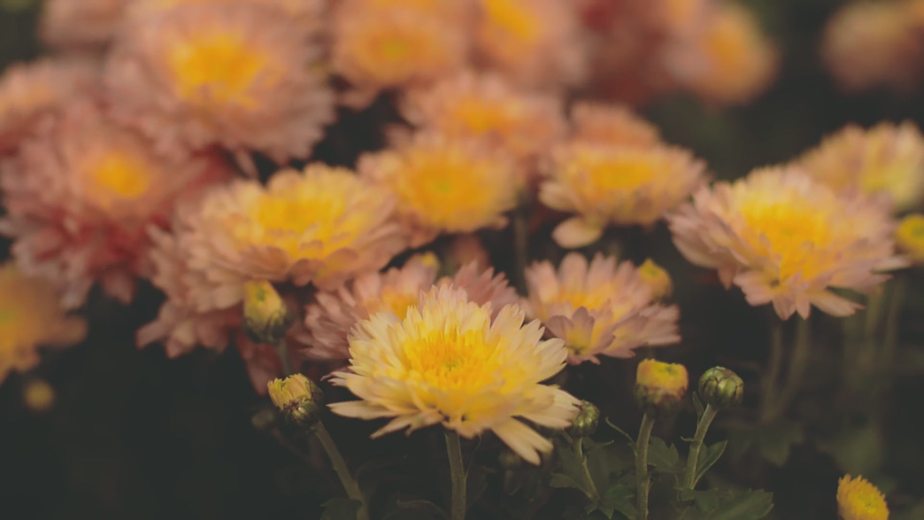 A close-up of blooming yellow and peach-colored chrysanthemums. The flowers have soft, delicate petals with vibrant centers, creating a warm and inviting display. The background is blurred, drawing focus to the intricate details and colors of the chrysanthemums in the foreground. The video player controls are visible at the bottom of the image.