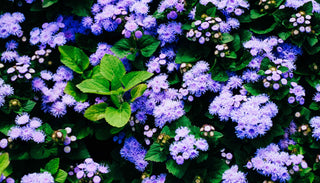 A lush garden bed filled with vibrant purple ageratum flowers. The dense clusters of small, fluffy blooms are interspersed with dark green foliage, creating a rich and colorful tapestry. The flowers' delicate texture and the contrast between the purple and green make for a visually striking scene.
