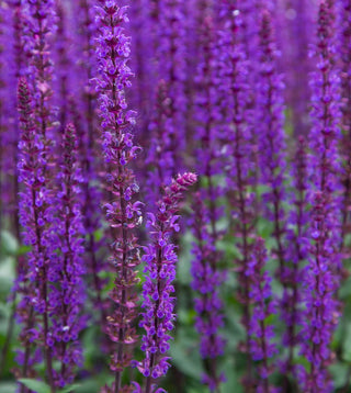 Close-up of vibrant purple Salvia perennial flowers in full bloom. The tall flower spikes display dense clusters of small, delicate purple blossoms against a backdrop of green foliage.