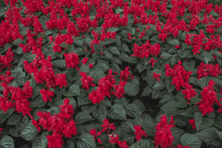 A lush garden bed filled with bright red Salvia flowers in full bloom. The vibrant red blossoms contrast beautifully with the dark green, heart-shaped leaves, creating a striking visual display. The dense arrangement of flowers and foliage covers the entire ground, showcasing a rich, colorful landscape.