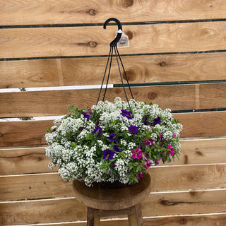 The Shoot the Breeze Hanging Basket combines pink and dark blue Calibrachoa with white Lobularia, creating a serene and inviting atmosphere with soothing colors and elegant, easy-going blooms.
