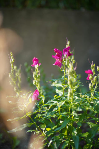 A cluster of pink snapdragon flowers in a garden, illuminated by soft sunlight. The tall flower spikes with delicate pink blooms rise above the green foliage, creating a serene and peaceful scene. The blurred background and warm lighting enhance the tranquil and natural beauty of the flowers.