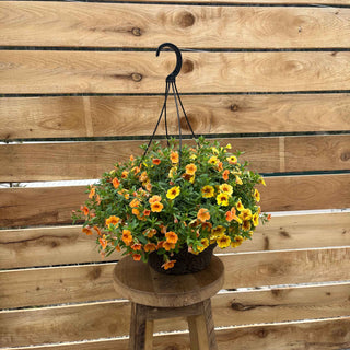 The Western Slope Sunset hanging basket is filled with lush green foliage and vibrant flowers in shades of yellow and orange, evoking the natural beauty of a sunset.