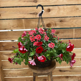 The Who Knew Orleans Hanging Basket combines Mango Verbena and Red Petunia, bringing the vibrant, festive spirit of New Orleans to your outdoor decor with its lively colors and engaging textures.